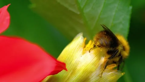 Bumblebee pollinating yellow flower. Video stock 307264413