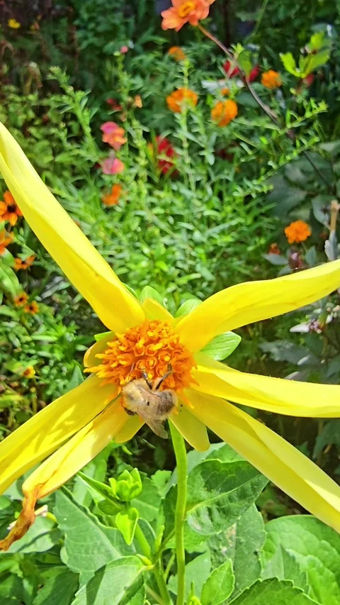Bumblebee Pollinating Yellow Flower in Wind Stock Footage 317074765