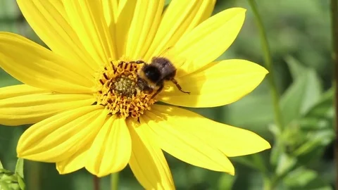 Bumblebee pollinating yellow rudbeckia flower Stock Footage