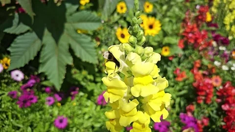 Bumblebee pollinating yellow snapdragon flower in garden Video stock 341838485