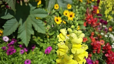 Bumblebee pollinating yellow snapdragon flower in a beautiful garden Video stock 341838492