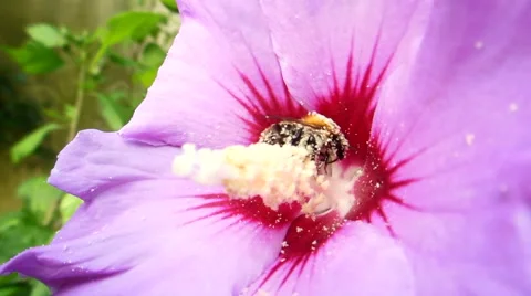 Bumblebee pollination Video stock 65418206