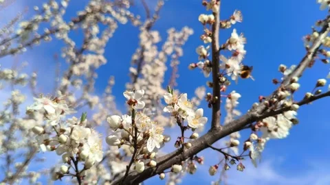 Bumblebee Pollination Of Spring Blossoming Cherry plum Tree. Flowering Video Stock Footage 307188492