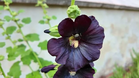 Bumblebee pollination on vibrant dark flower in garden setting. Alcea rosea Stock Footage 331576076
