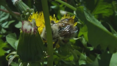 Bumblebee pollination on yellow flower Stock Footage 133566111