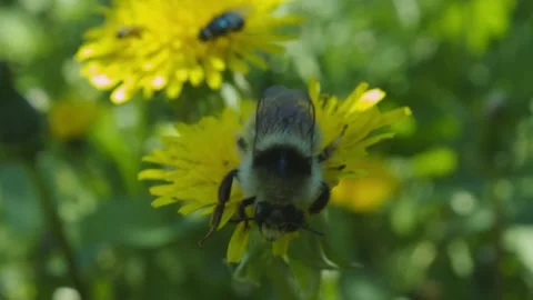 Bumblebee pollination on yellow flower Stock Footage 133578015