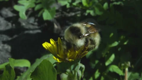 Bumblebee pollination on yellow flower. Macro Stock Footage 133578027