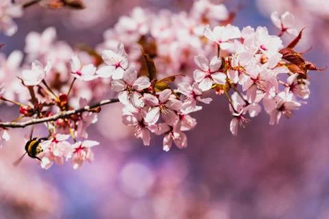 A bumblebee (pollinator) allows pollination standing over pink cherry blossoms Stock Photos