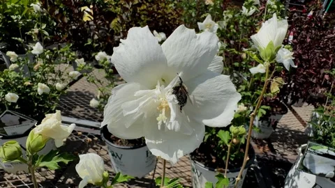 Bumblebee pollinator visits White Chiffon Flower Stock-Footage 247385078