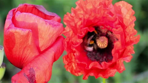 Bumblebee in poppies Stock Footage 51165437