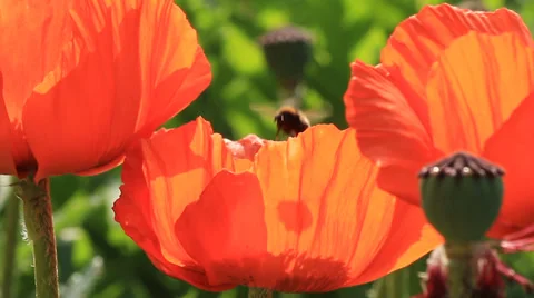 Bumblebee in Poppy Stock-Footage 36176120