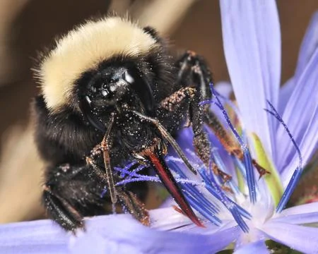 Bumblebee Portrait 02 Stock Photos