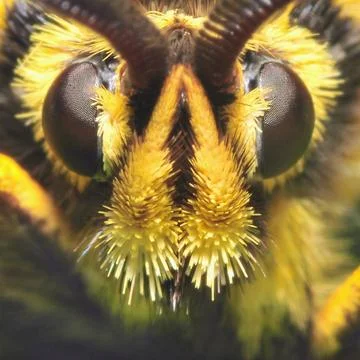 Bumblebee Portrait 04 Stock Photos