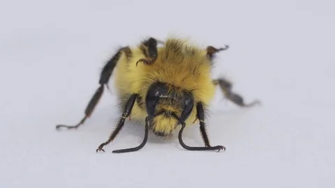 Bumblebee preening Stock Footage 92362809