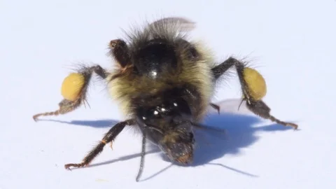 Bumblebee Preening fur in real time Video stock 115056427