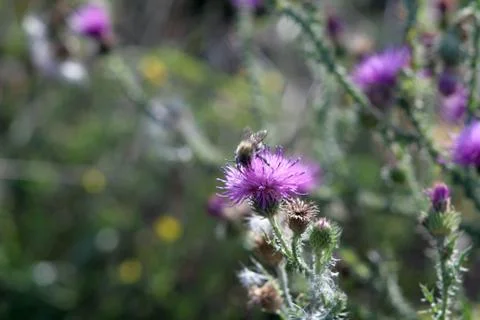 Bumblebee on a prickly flower. Stock Photos