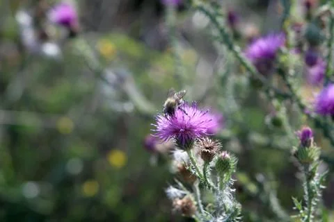 Bumblebee on a prickly flower. Stock Photos
