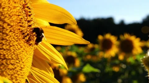 Bumblebee in Profile on Sunflower – 4K Close-Up 動画素材 320162937