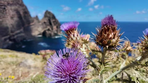 Bumblebee on Purple Cardoon Gimbal Macro 4K Madeira Vídeos de archivo 340128606