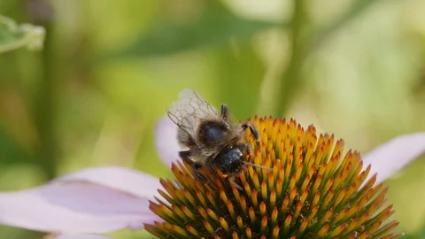 Bumblebee on a purple coneflower Stock Footage 93280066