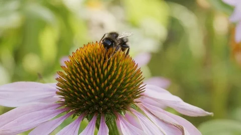 Bumblebee on a purple coneflower Stock Footage 93280111