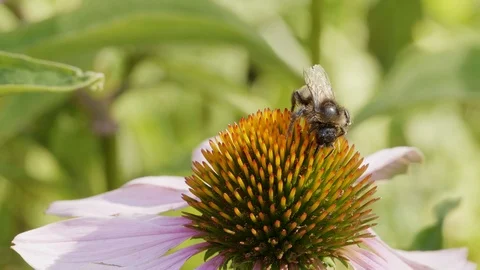 Bumblebee on a purple coneflower Stock Footage 93280134