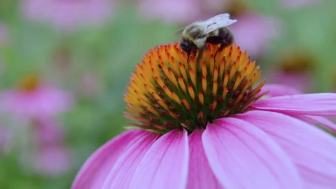 Bumblebee on Purple Coneflower Video stock 341536298