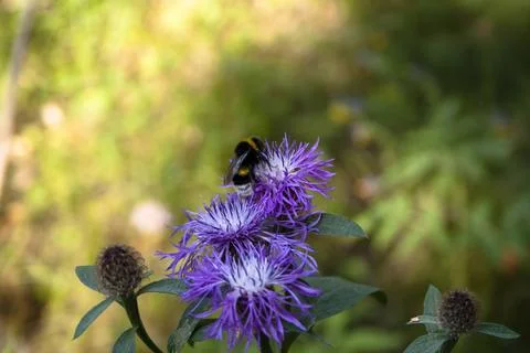 Bumblebee on purple cornflower (Centaurea cyanus) Stock Photos