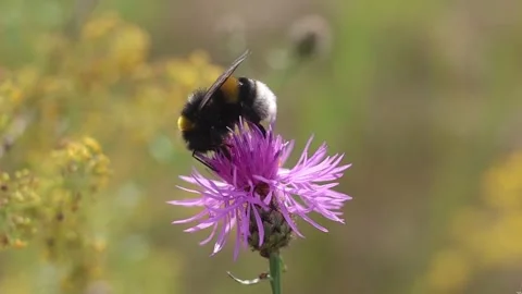Bumblebee on a Purple Flower against a soft-focus background. Stock Footage 279312650