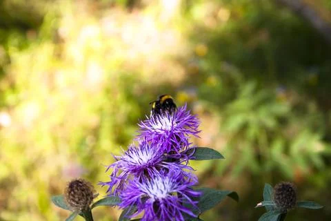 Bumblebee on a purple flower on a blurred background of green grass Stock Photos