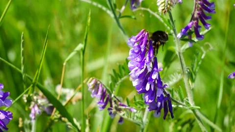 A bumblebee on a purple flower eats nectar. 스톡 동영상 155890170