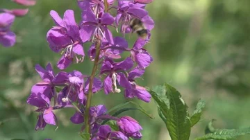 Bumblebee on purple flower Stock Footage 85561708