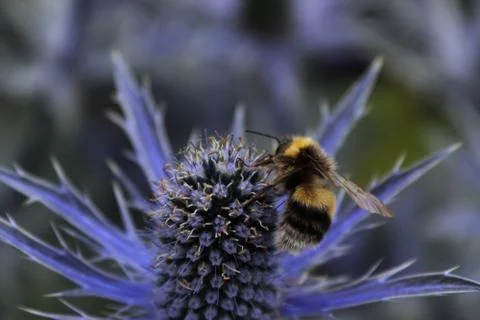 Bumblebee on purple flower Stock Photos