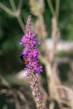 Bumblebee on a purple flower. Stock Photos