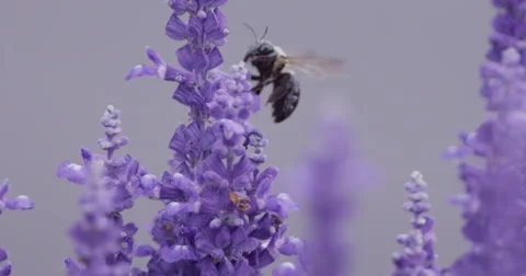  Bumblebee on Purple Flowers Close Up 2K Stock Footage 63265452