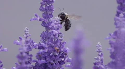 Bumblebee on Purple Flowers Close Up Stock Footage 63267800