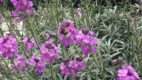 A bumblebee on purple flowers. Stock Footage 88824264