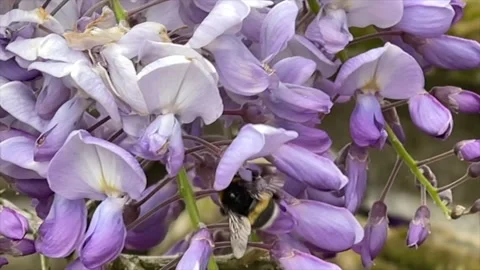 Bumblebee on purple flowers Stock Footage 156244883