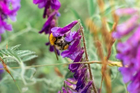Bumblebee Purple Foto stock