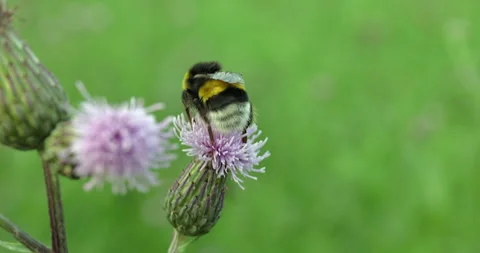 Bumblebee on a purple thistle flower Vídeo Stock 245711320