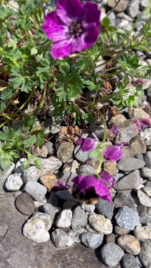 Bumblebee on purple wildflower Stock Footage 338213642
