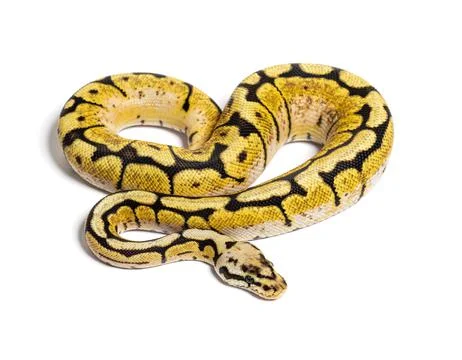 Bumblebee Python Regius, isolated on white Photos