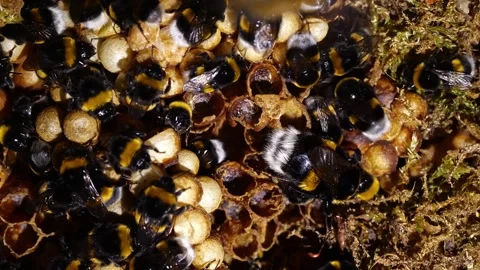 Bumblebee Queen with Brood Cells – 4K Top-Down Footage (Bombus terrestris) Stock-Footage 320671742