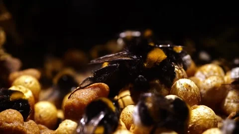 Bumblebee Queen Close-Up – 4K Cinematic Slider Footage (Bombus terrestris) Stock-Footage 320671552