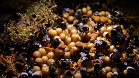 Bumblebee Queen with Colony – 4K Cinematic Slider (Bombus terrestris) 스톡 동영상 320671561