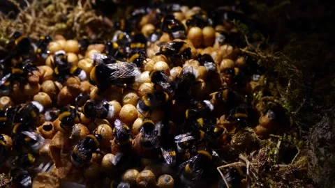 Bumblebee Queen with Colony in Nest – 4K Cinematic Footage (Bombus terrestris) Видео 320671563