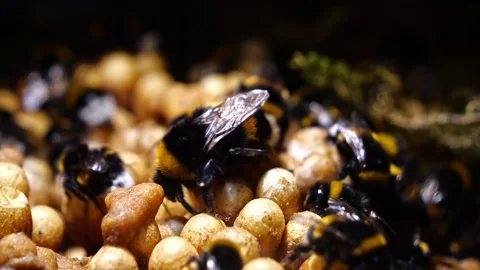 Bumblebee Queen in Nest – 4K Close-Up Cinematic Footage (Bombus terrestris) Stock-Footage 320671594
