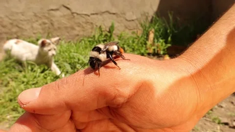 Bumblebee queen  sitting on a hand. in the background is a curious kitten Stock Footage 154394944
