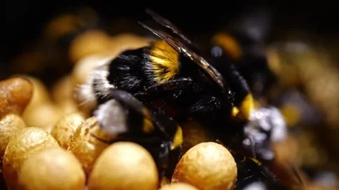 Bumblebee Queen Warming Cocoons – 4K Cinematic Footage (Bombus terrestris) Stock-Footage 320671627