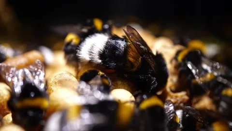 Bumblebee Queen Warming Cocoons – 4K Cinematic Footage (Bombus terrestris) 스톡 동영상 320671629